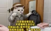 抖音掘金新玩法，可爱猫咪生活日记，日收益4张+新手可做，涨粉快流量稳，可一稿多平台